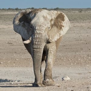 namibia_2016_namibia__dsc3795-large-bull-frontal