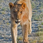 namibia_2016_namibia__dsc3834-lion-vertical-close