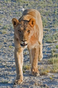 namibia_2016_namibia__dsc3834-lion-vertical-close