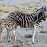 namibia_2016_namibia__dsc3888-etosha-zebra-nursing