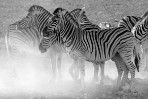 namibia_2016_namibia__dsc3906-zebras-in-dust