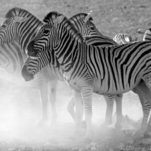 namibia_2016_namibia__dsc3906-zebras-in-dust