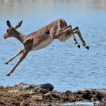 namibia_2016_namibia__dsc3996-impala-jump