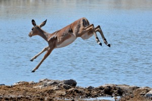 namibia_2016_namibia__dsc3996-impala-jump
