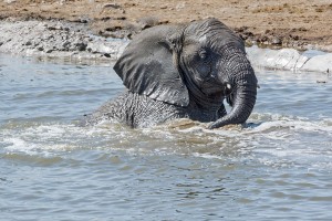 namibia_2016_namibia__dsc4177-elephant-in-water