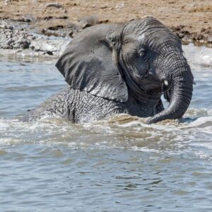 namibia_2016_namibia__dsc4177-elephant-in-water