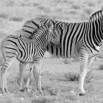 namibia_2016_namibia__dsc4217-mom-an-babe-zebra-bw