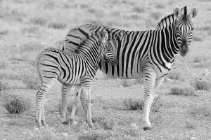namibia_2016_namibia__dsc4217-mom-an-babe-zebra-bw