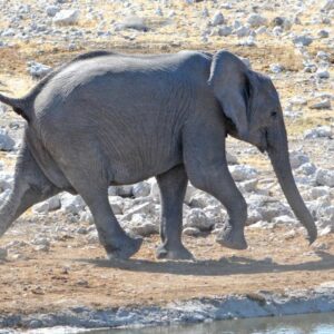 namibia_2016_namibia__dsc4223-happy-onguma-ellie