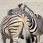 namibia_2016_namibia__dsc4380-zebra-resting-head
