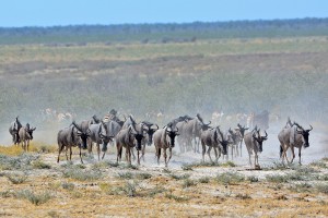 namibia_2016_namibia__dsc4383-wildebeast-to-wh
