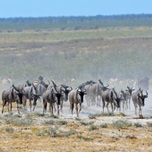 namibia_2016_namibia__dsc4383-wildebeast-to-wh