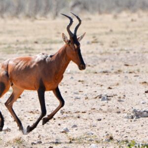 namibia_2016_namibia__dsc4601-hartebeast-run