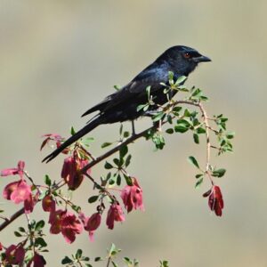 namibia_2016_namibia__dsc4619-best-split-tailed-drongo