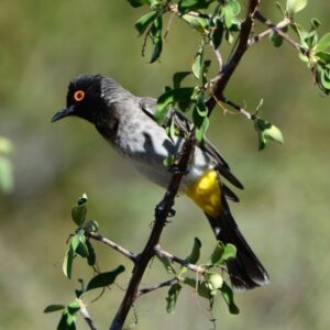 namibia_2016_namibia__dsc4623-rd-eye-bulbul