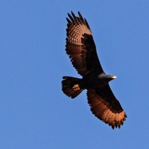 namibia_2016_namibia__dsc4643-verauxs-eagle-bottom