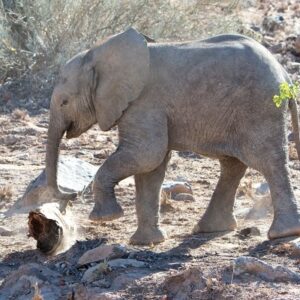 namibia_2016_namibia__dsc4743-trouble-log-2