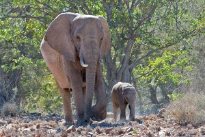 namibia_2016_namibia__dsc4808-dad-and-baby-ellie