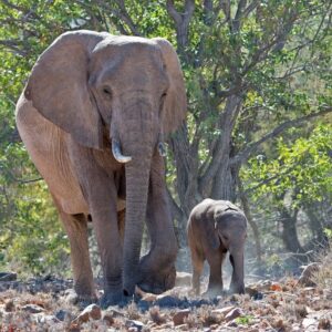 namibia_2016_namibia__dsc4808-dad-and-baby-ellie