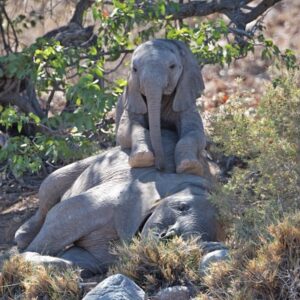 namibia_2016_namibia__dsc4855-trouble-on-top