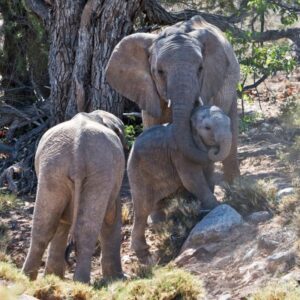 namibia_2016_namibia__dsc4875-choke-hold