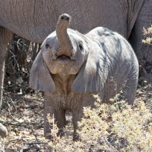 namibia_2016_namibia__dsc4884-trouble-trumpet