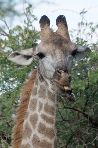 namibia_2016_namibia__dsc4933-2-giraffe-with-bone