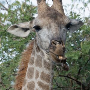 namibia_2016_namibia__dsc4933-2-giraffe-with-bone