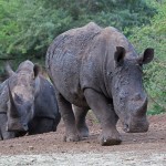 namibia_2016_namibia__dsc4988-zn-2-black-rhinos