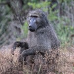 namibia_2016_namibia__dsc5030-2-savannah-baboon