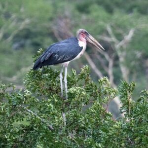 namibia_2016_namibia__dsc5046-zn-maribou-stork