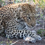 namibia_2016_namibia__dsc5124-zn-leopard