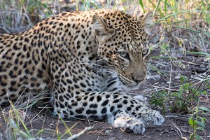 namibia_2016_namibia__dsc5124-zn-leopard
