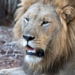 namibia_2016_namibia__dsc5142-2-zn-lion-closeup