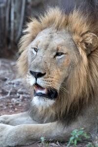 namibia_2016_namibia__dsc5142-2-zn-lion-closeup