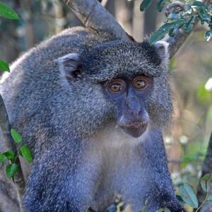 namibia_2016_namibia__dsc5602-zn-sykes-monkey-2